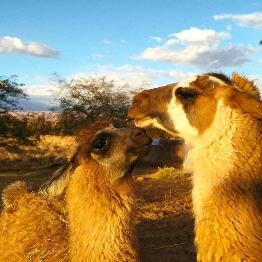 Cabanas Voyage Atacama Сан Педро де Атакама Екстериор снимка