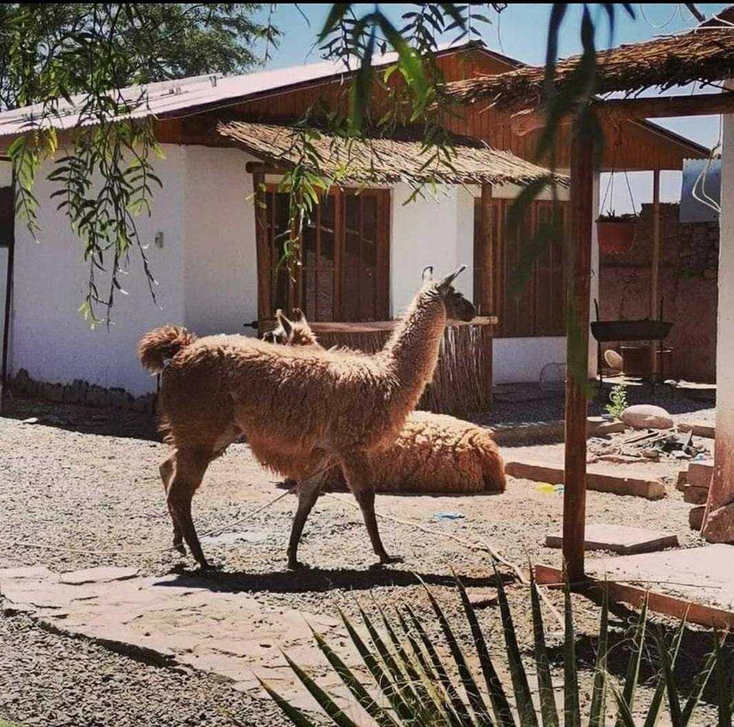Cabanas Voyage Atacama Сан Педро де Атакама Екстериор снимка
