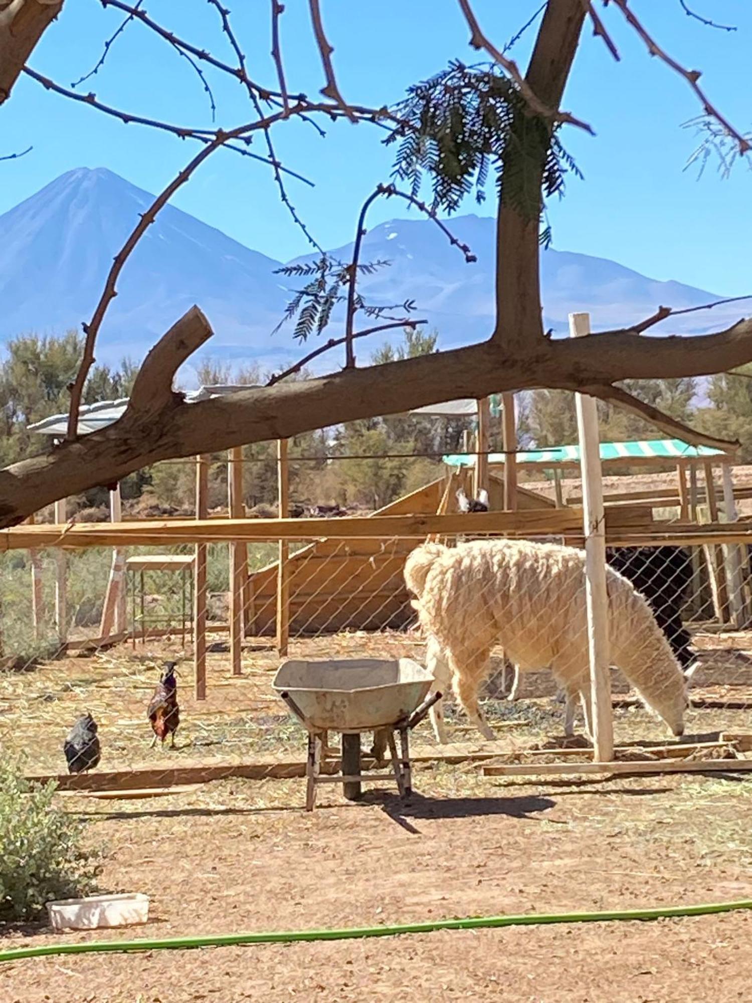 Cabanas Voyage Atacama Сан Педро де Атакама Екстериор снимка